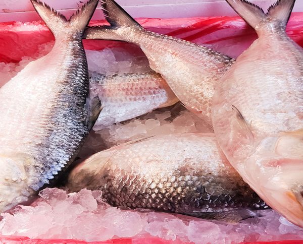 Premium Hilsha Fish Medium Size 1.0 to 1.2 Kg. per kg