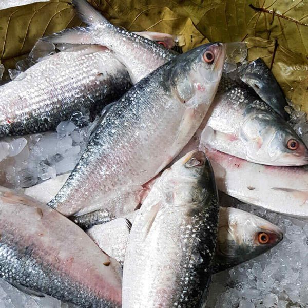 Premium Hilsha Fish Big Size 1.8 to 2.0 Up per kg