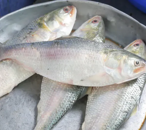 Premium Hilsha Fish Medium Size 1.4 to 1.8 Kg. per kg