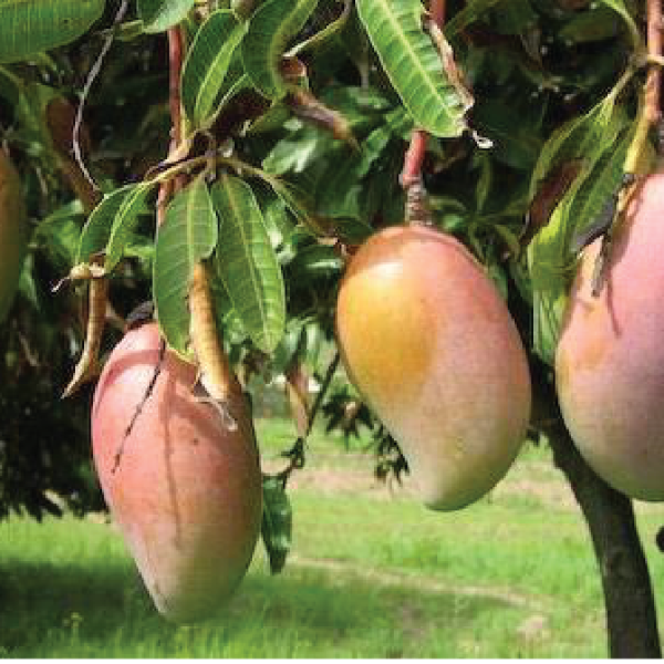 সাতক্ষীরার আম্রপালি