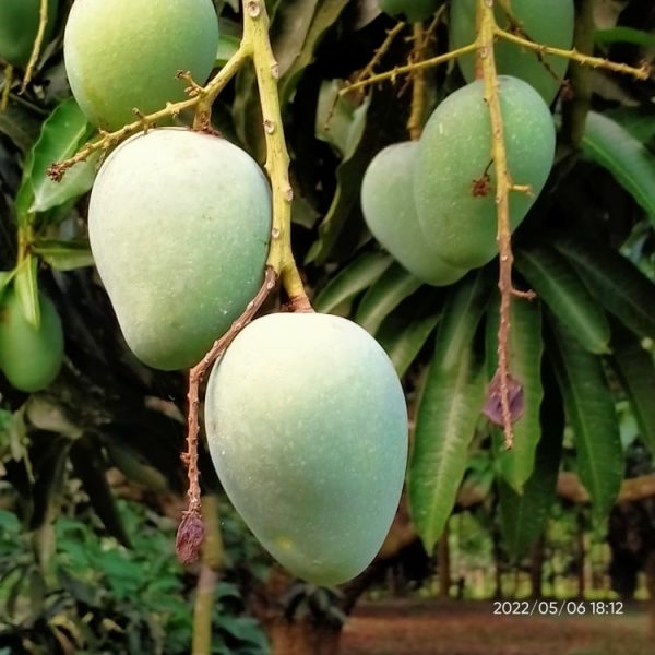 নওগাঁ গোপালভোগ