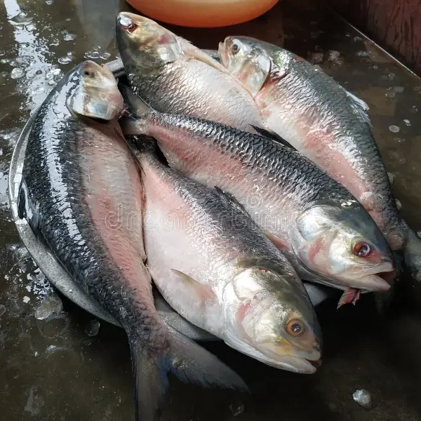 পদ্মার ইলিশ ২০০০+ গ্রাম প্রতি কেজি