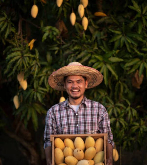 Young Asian farmer picking and show mango fruit in organic farm